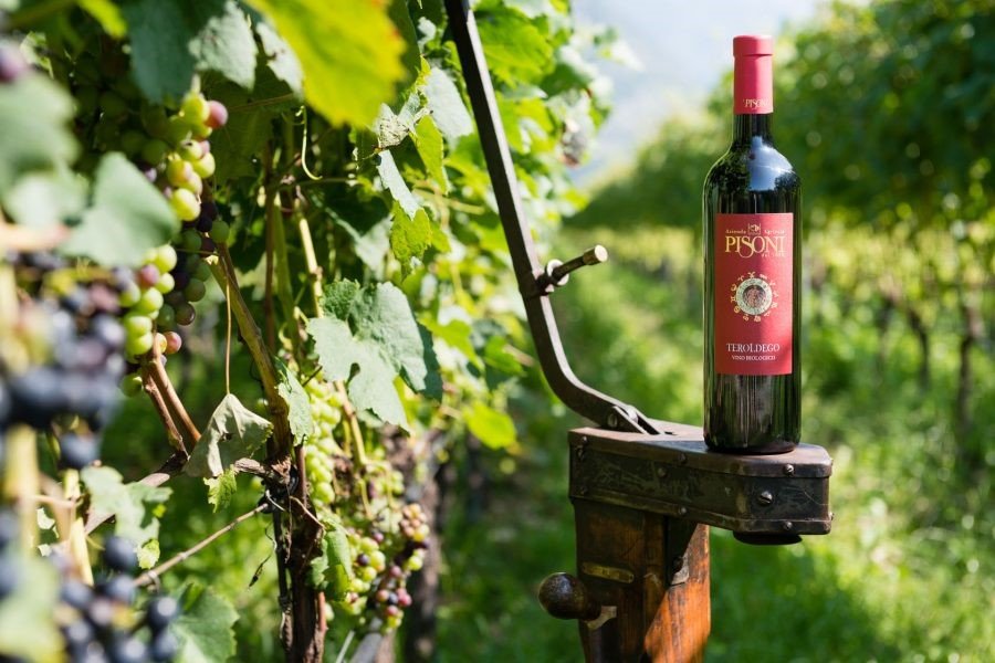 Pisoni Wein